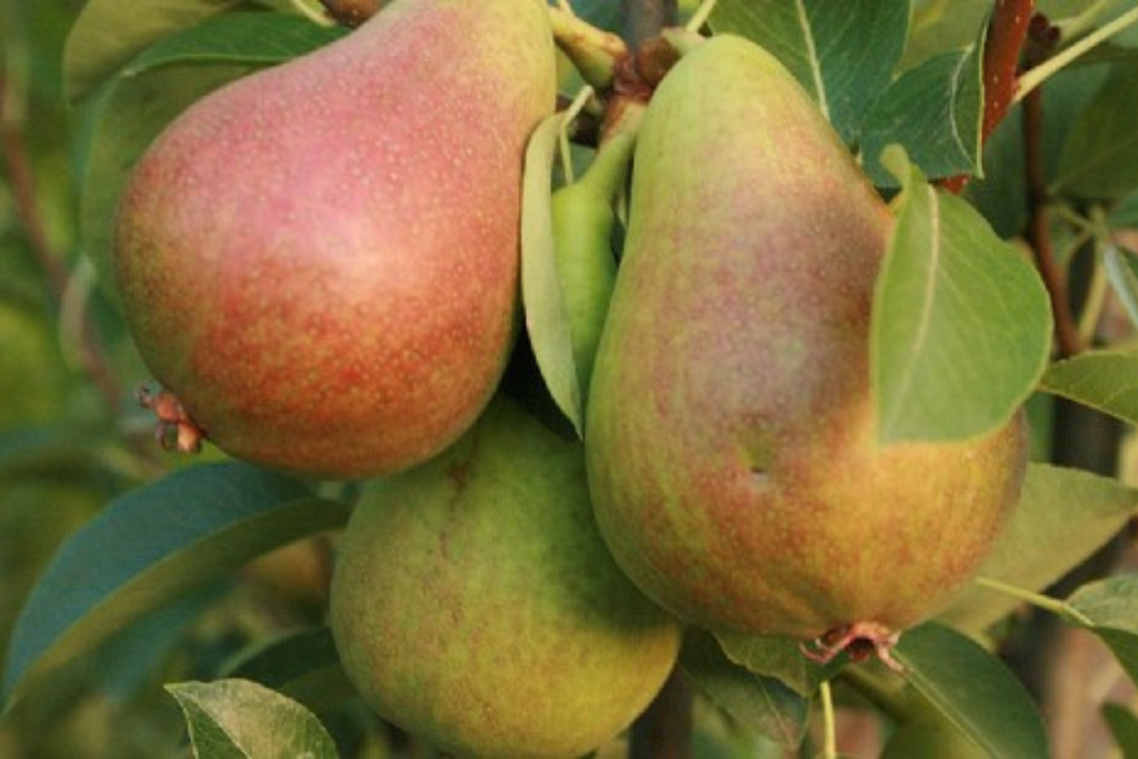 Turandot Pears Plants